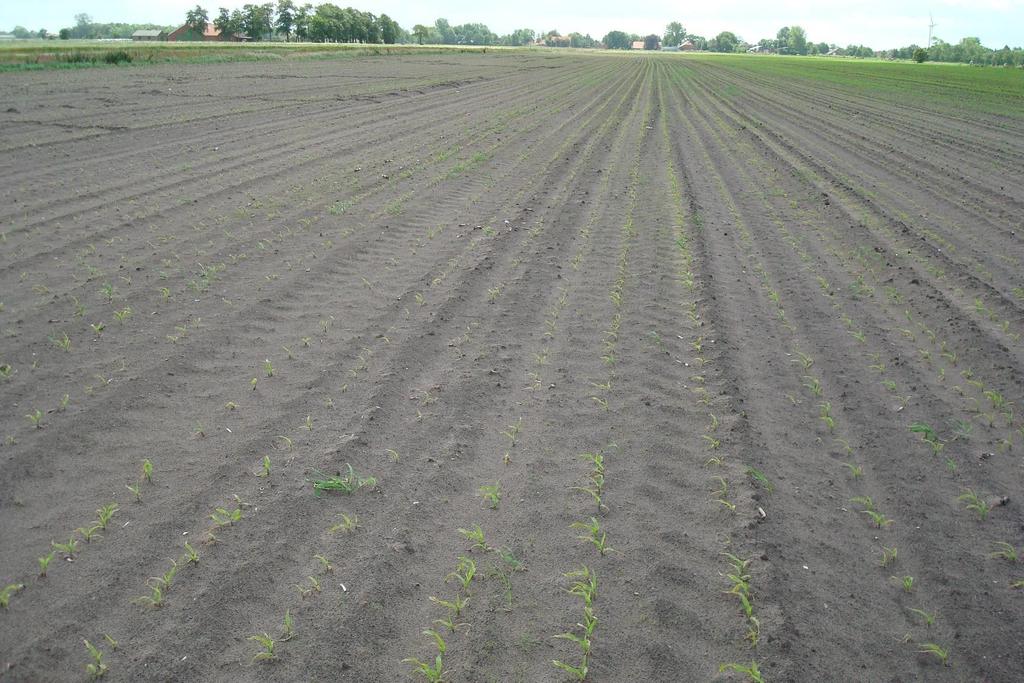 Praxisfall 19 Juni (Südbrookmerland): Landwirt: Der Mais wächst nicht mehr weiter!