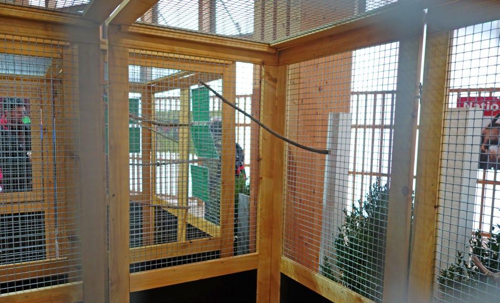 Hausgeflügel Die Holzsitzstangen in den Volieren der Appenzeller Hühner und der Appenzeller Spitzhaubenhühner wurden in den Ecken der Vollieren in ca. 1,5 m Höhe installiert.
