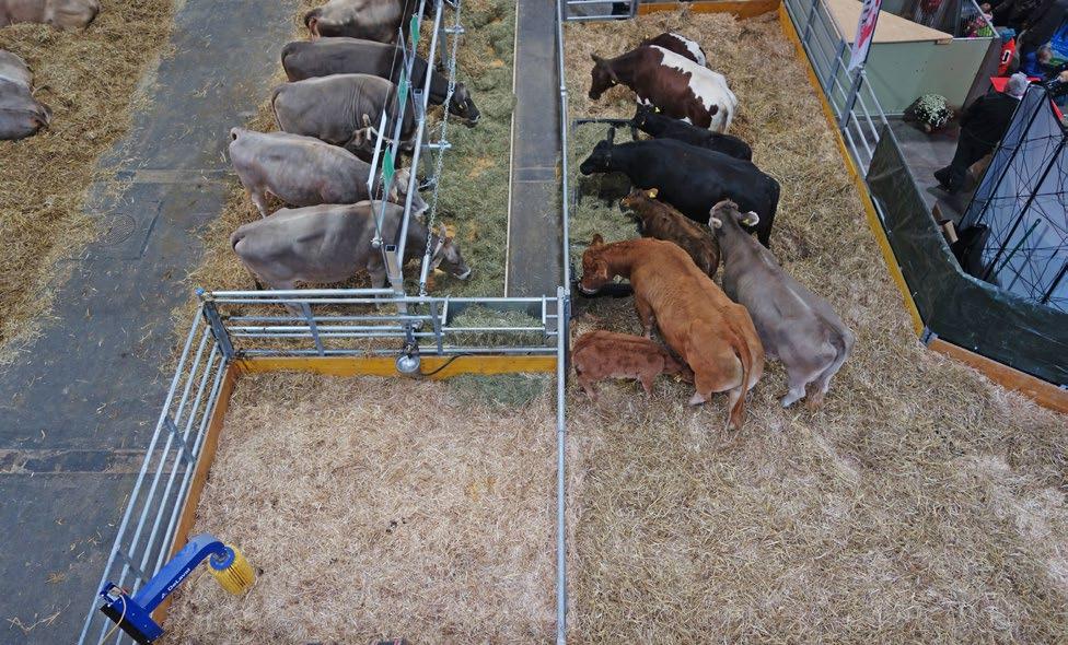 Mutterkühe In einem grosszügig gestalteten Bereich wurden vier Mutterkühe verschiedener Rassen zusammen mit ihren Kälbern gehalten.