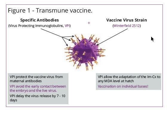 CEVAC TRANSMUNE IBD Diese neue Technologie, die Antigen + Antikörper kombiniert, schützt vorübergehend das Virus