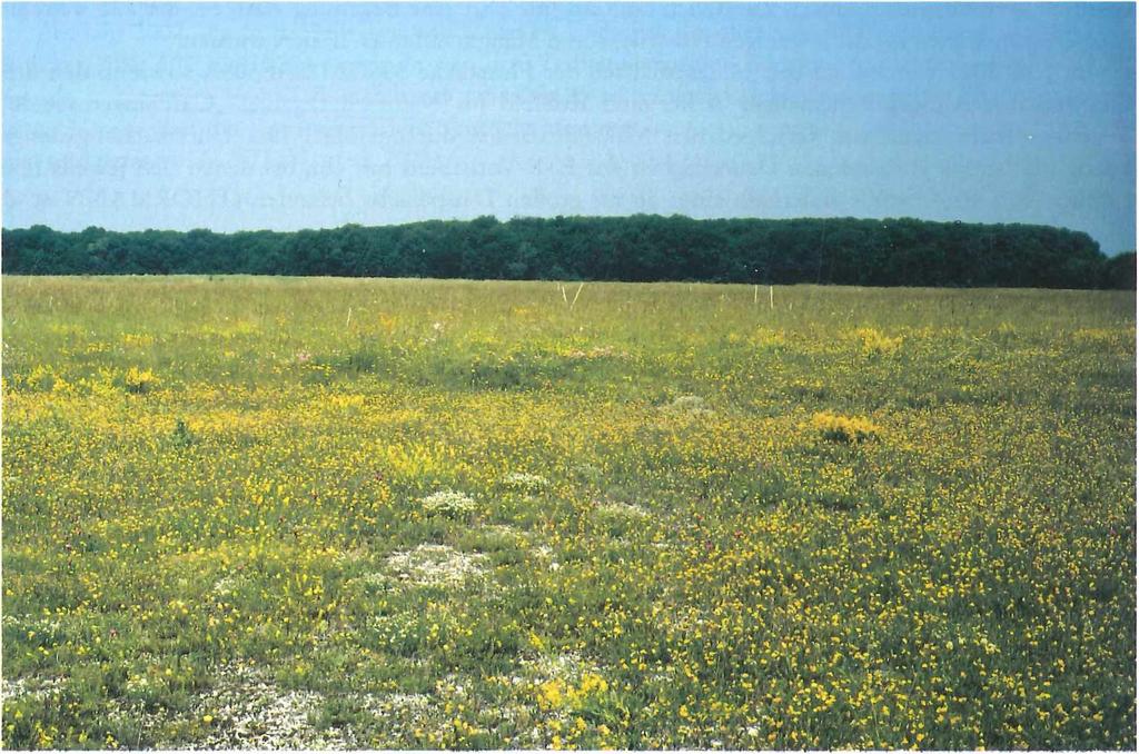 Foto 2: Durch Mähgutübertragung im Jahr 1993 neu angelegte Kalkmagerrasen auf ehemaligen Acker flächen in der Umgebung des