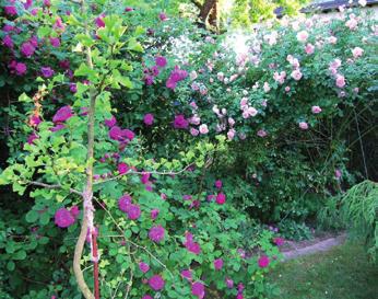 CHRISTA KUTTIG Warum uns unser Garten wichtig ist Mein Vater hatte duftende Rosen in allen Farben.