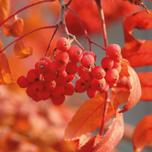 Einheimische Pflanzen Eigenschaften Baum Strauch > 2m Strauch < 2m Schnitthecke Staude Kletterpflanze Immergrün Herbstfärbung Eibe (Taxus baccata) Hagebuche (Carpinus betulus) Spitzahorn (Acer