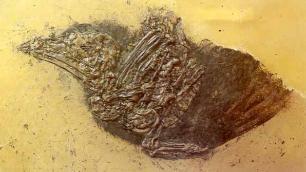 Messel: Erdracke Coraciiformes Die Racken, die auch gerne in die Nähe der Spechte gestellt werden, sind in Messel durch eine Reihe von Funden vertreten.