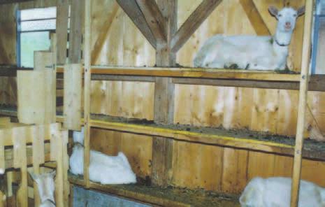 Foto: Agroscope FAT... liegen gerne erhöht... Verschliessbare Fressgitter verhindern, dass ranghohe Ziegen rangniedere vom Fressplatz verdrängen.