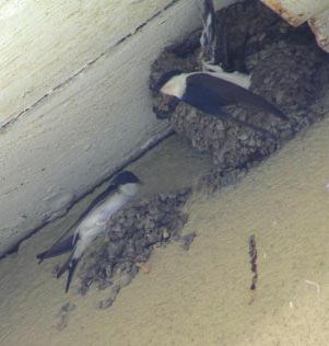 Artenschutz Ei, wer brütet denn da? (Naturschutzgruppe Seckbach) Mauersegler schlafen mitunter im Fliegen, aber brüten können auch sie nicht in der Luft.