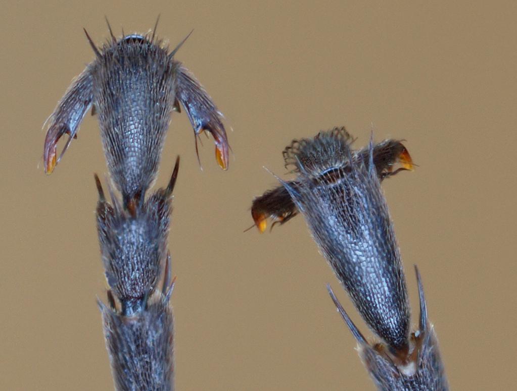 S TENMANS Die Wegwespe Anoplius caviventris (AURIVILLIUS, 1907) [Hymenoptera: Pompilidae] wird erstmals für Nordrhein-Westfalen gemeldet.