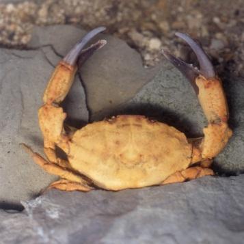 2 Faszinierende Vielfalt der Krebse Krabben zählt man zu den Kurzschwanzkrebsen, da sie ihren Hinterleib auf der Unterseite des Kopf-Bruststücks