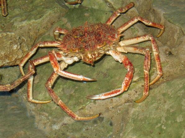 können. Tagsüber verstecken sich Krabben oft in Felsspalten. Seespinnen (hier ca.