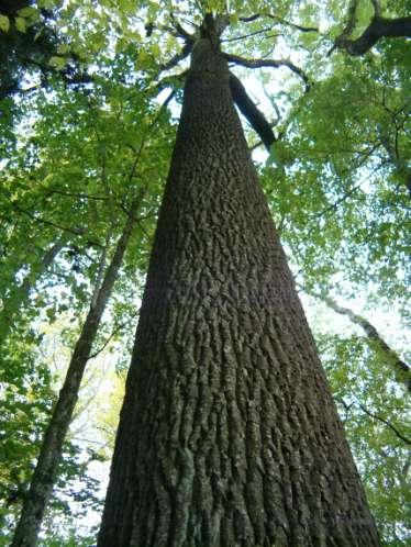 Ziele des Waldbaues hoher Wertholzanteil möglichst