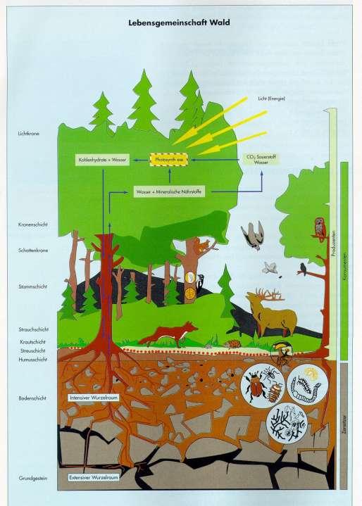 Ökosystem Wald Ein komplexe Verbindung von Bäumen, Begleitpflanzen, Tieren, Mikroorganismen, Boden und Klima.
