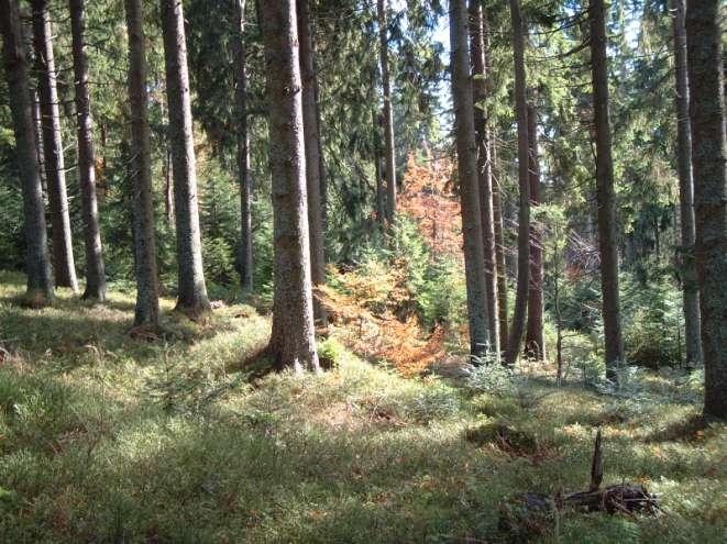 Waldbau
