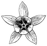 (Aqulegia) RiEersporn (Delphinium, Consolida) Eisenhut (Aconitum) Nussfrüch9g Hahnenfuss (Ranunculus)
