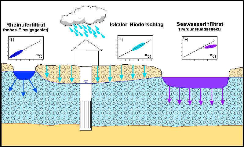 Flußwasserinfiltration Flußwasser weist bedingt durch sein i.d.r. hoch gelegenes Einzugsgebiet niedrigere 2 H- und 18 O-Gehalte auf, als das begleitende lokal gebildete Grundwasser in den Flußniederungen.