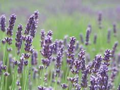 Lavendel Lavandula angustifolia Lavendel ist das gebräuchlichste und bekannteste aller ätherischen Öle. Es wird hauptsächlich für Anwendungen auf der Haut empfohlen.