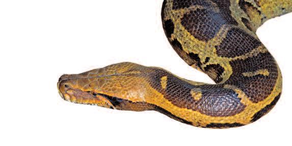 Futterspezialisten oder Schlangen aus besonderen Klimazonen auf, wie z. B. bei einigen Hochlandarten.
