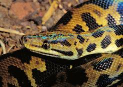 die Unzugänglichkeit der Biotope, dass ausreichend Individuen in die Hände von Riesenschlangenhaltern gelangten, um Haltungserfahrungen zu sammeln und Zuchtgruppen
