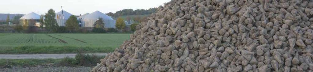 Da wird WATT draus! Frische Rüben, 6-8 Monate lang frisch geerntete Rüben Mietenlagerung Lenzrübe Frische Rüben sind bei mir oft das günstigste Substrat.