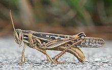 Housewife Gryllodes sigillatus - Short Wing Cricket
