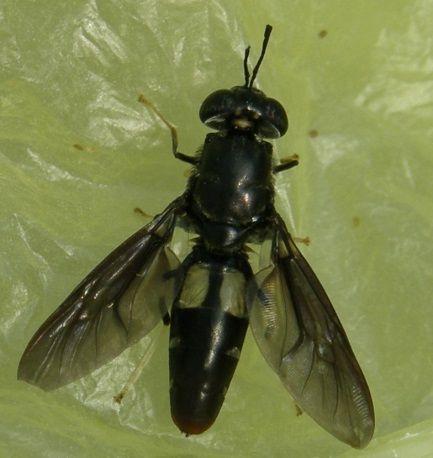 Black soldier fly (Hermetia illucens) Holometabolischer