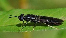 Soldier Fly (Hermetia illucens), (ii) Yellow Mealworm (Tenebrio molitor) Mehlkäfer ( Mehlwurm ) Lesser Mealworm (Alphitobius diaperinus) Kleiner