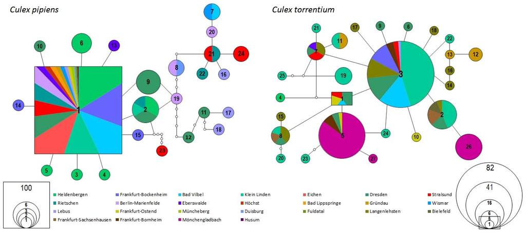 Population Structure of Culex pipiens and Culex torrentium Figure 2.