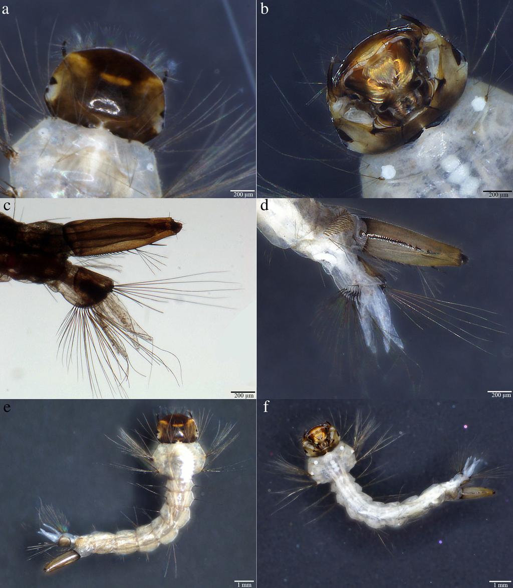 1056 Parasitol Res (2015) 114:1051 1061 Fig. 4 Ochlerotatus japonicus japonicus larva.