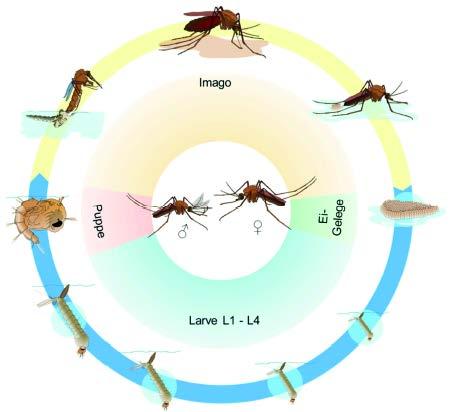 Einleitung Abbildung 1.4 Schematische Darstellung des Lebenszyklus von Culicidae (Stechmücken), hier der Gattung Culex beginnend mit der Eiablage ( Schiffchen ) des Weibchens auf die Wasseroberfläche.
