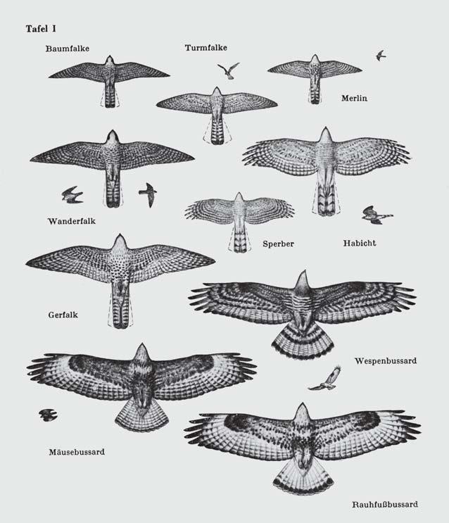 Der kleinste Falke Merlin genannt, wurde zweimal an einer Waldschneise sitzend wahrgenommen.