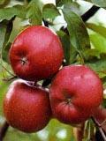 Apfel-Befruchtertabelle Die heutigen Kultursorten der Äpfel sind vorwiegend auf die beiden Wildformen Malus pumila, dem Zwergapfel, sowie Malus sylvestris, dem Holzapfel, zurückzuführen.