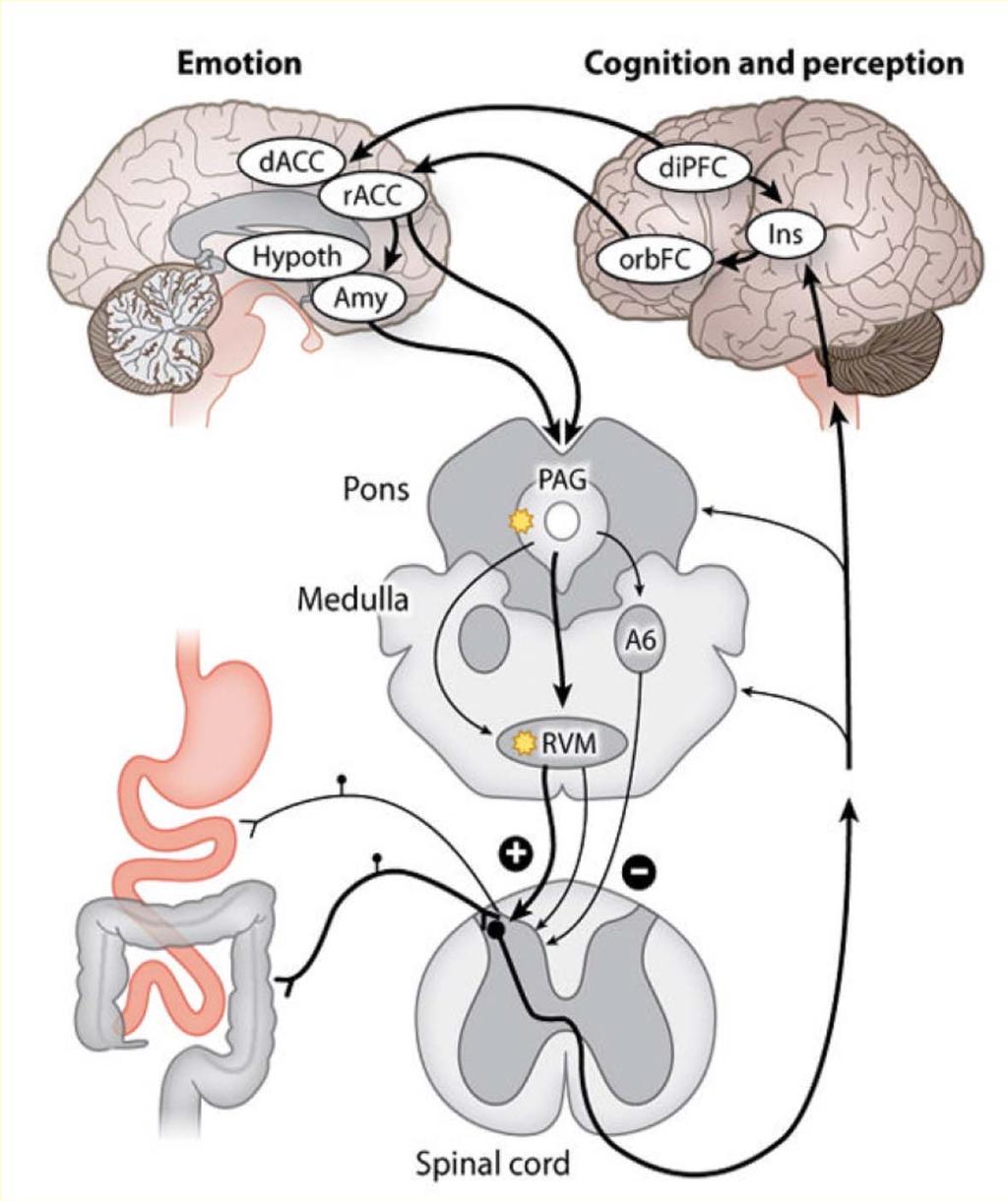 Die Hirn-Darm-Achse ( brain-gut axis ) Stress Autonomes Nervensystem Hypothalamus-Hypophysen- Nebennierenrinden-Achse ZNS-wirksame