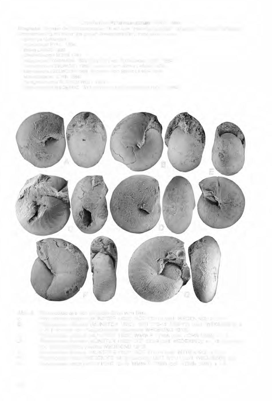 / Unterfamilie Prionoceratinae HYATT 1884 Diagnose: Vertreter der Prionoceratidae mit auf allen Wachstumsstadien weitgehend involuten Gehäusen.