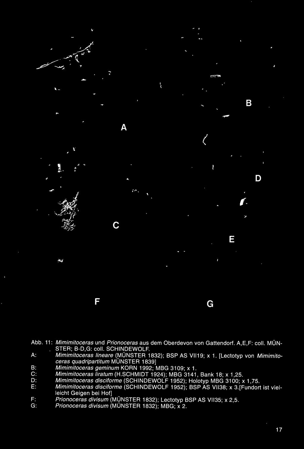 D: Mimimitoceras disciforme (SCHINDEWOLF 1952); Holotyp MBG 3100; x 1,75.