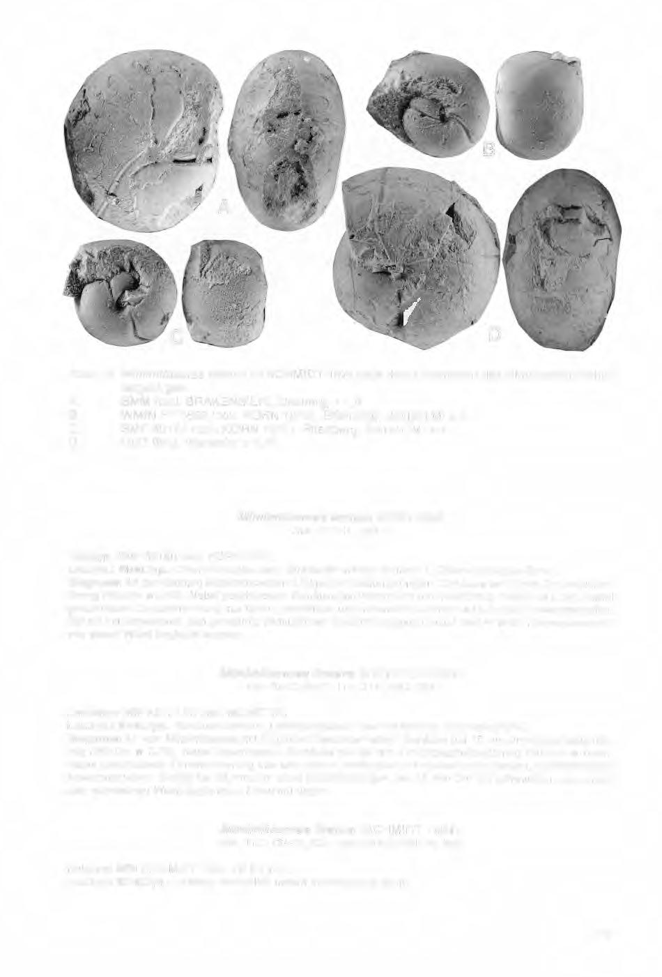 Abb. 13: Mimimitoceras liratum (H.SCHMIDT 1924) aus dem Oberdevon des Rheinischen Schiefergebirges. A: SMM (coll. BRAKENSIEK), Dasberg; x 1,5. B: WMfN P 17662 (coll.