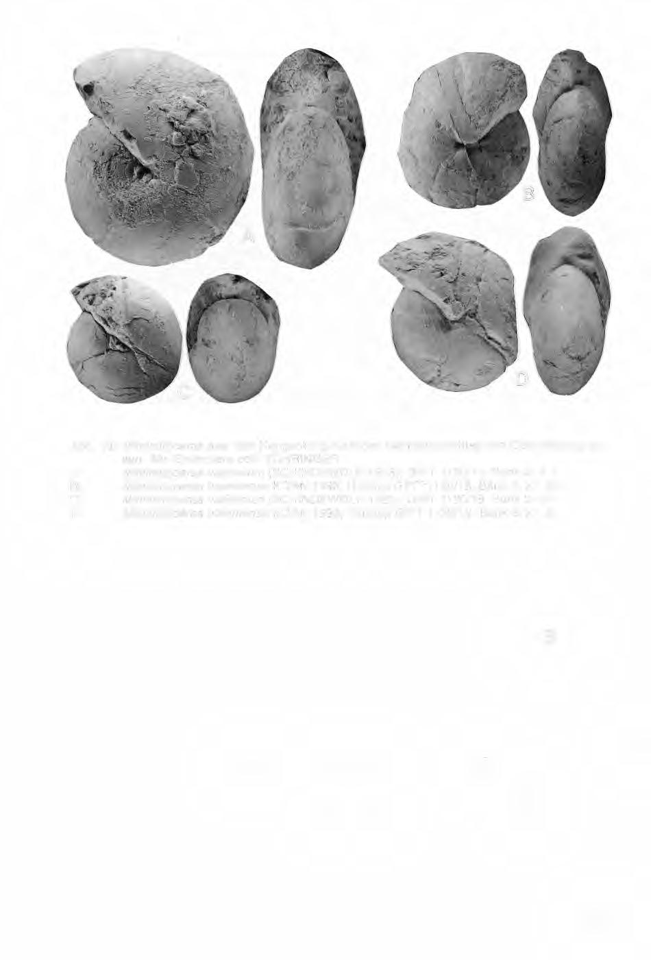 Abb. 19: Mimimitoceras aus dem Hangenberg-Kalk des Bahneinschnittes von