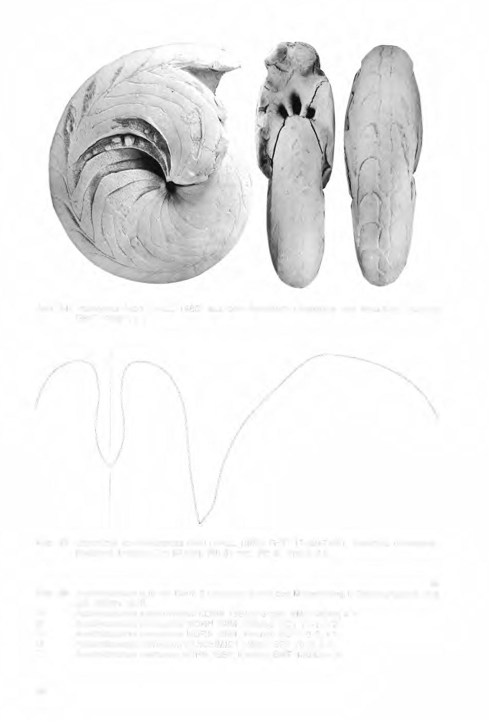 Abb. 34: lmitoceras ixion (HALL 1860) aus dem Rockford Limestone von Rockford, Indiana; GPIT 1748/1; x 1. Abb.
