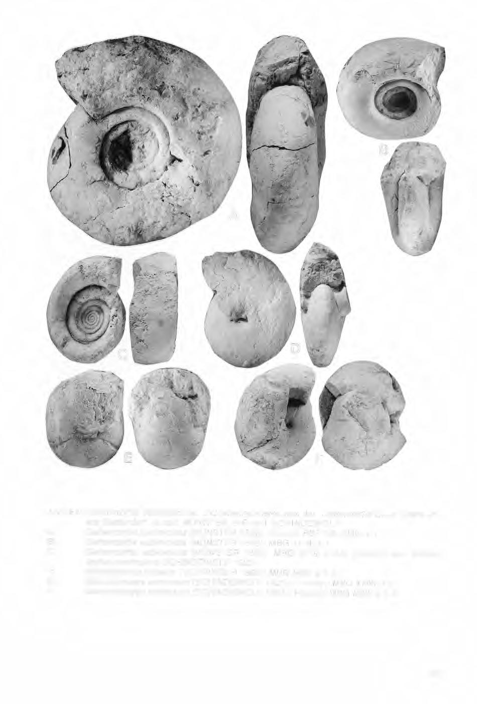 Abb. 64: Gattendorfia, Nicimitoceras und Mimimitoceras aus der Gattendorfia-Stufe (Bank 21) von Gattendorf. A: coll. MÜNSTER; B-F: coll. SCHINDEWOLF.