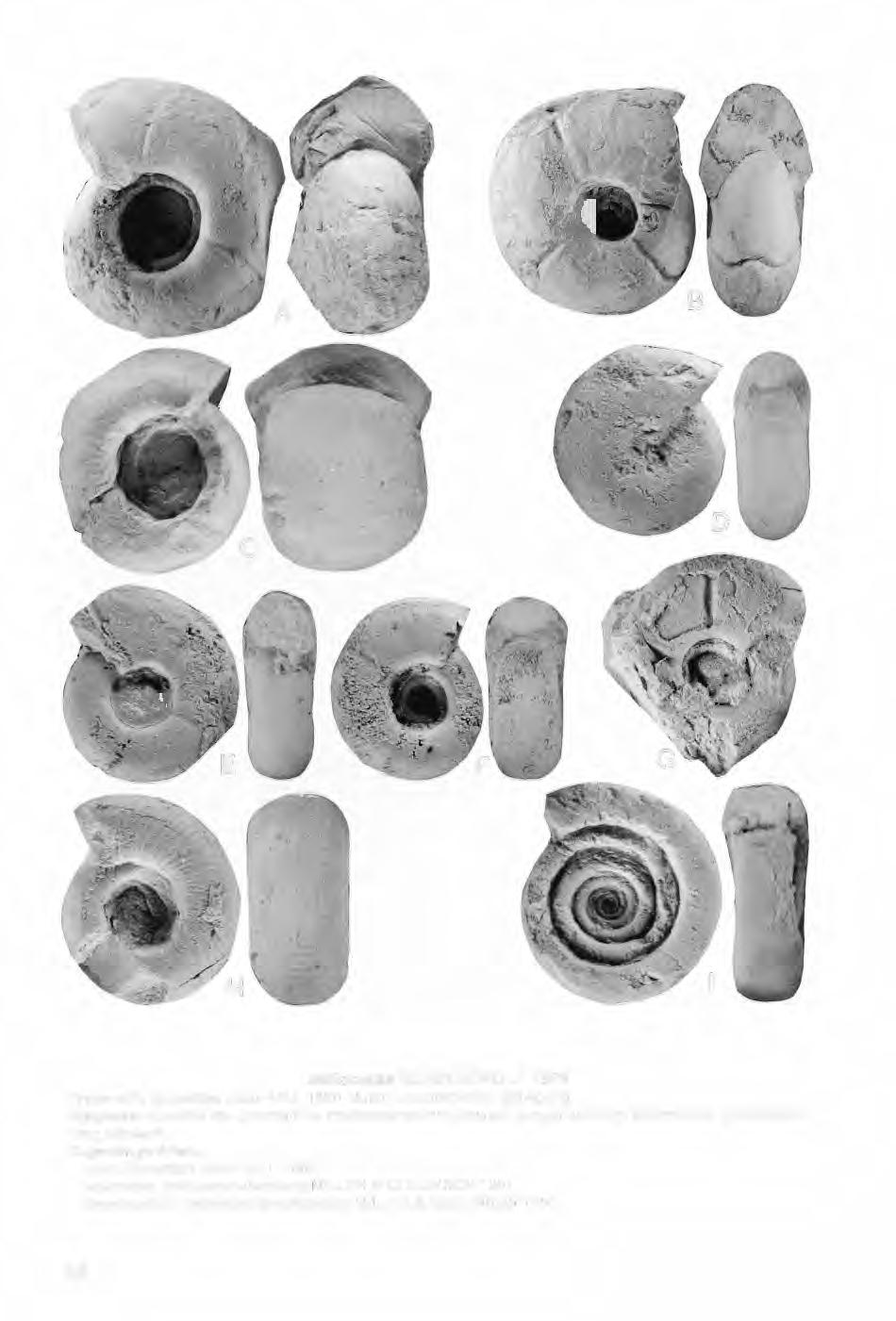 lmitoceras SCHINDEWOLF 1923 Typus-Art: Goniatites lxion HALL