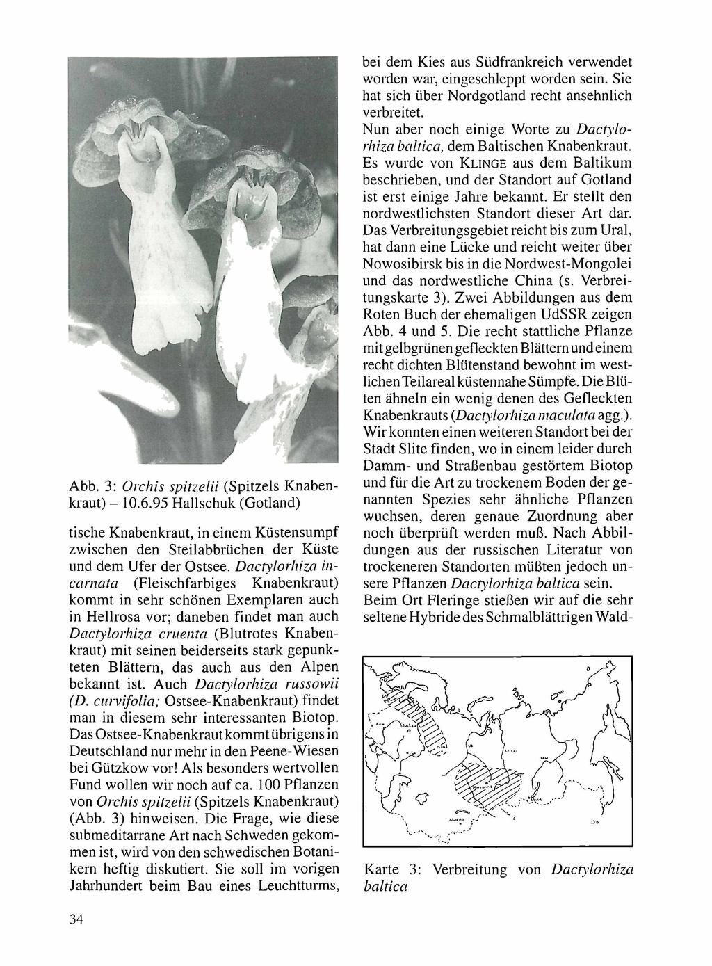 Abb. 3: Orchis spitzelii (Spitzels Knabenkraut) - 10.6.95 Hallschuk (Gotland) tische Knabenkraut, in einem Küstensumpf zwischen den Steilabbrüchen der Küste und dem Ufer der Ostsee.