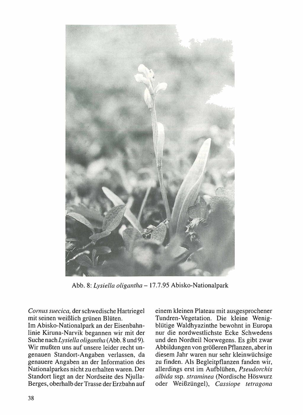 Abb. 8: Lysiella oligantha - 17.7.95 Abisko-Nationalpark Conms sitecica, der schwedische Hartriegel mit seinen weißlich grünen Blüten.