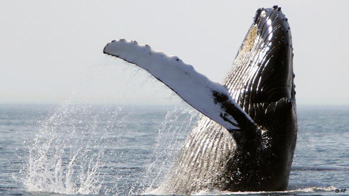 Konstrukteure lernen von Walen Die Brustflossen von Buckelwalen sind seltsam ausgebeult. Das hilft gegen den Strömungsabriss.