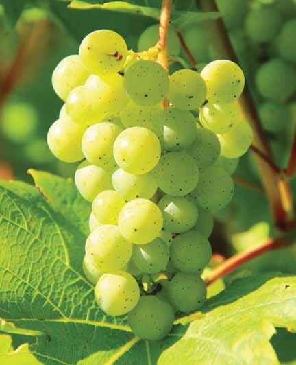 Krankheitsmodelle für den Weinbau Falscher Mehltau (Plasmopara viticola) (Primärinfektion: Modell nach Cortesi, Hill et al.