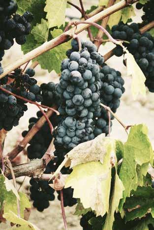 Märkte Weinlese Früchte des Zorns Der Pilzbefall hat die badischen Winzer infolge der wechselhaften Witterung um etliche Mengen an Trauben gebracht.