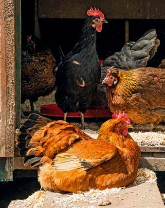 8 Gute Voraussetzungen Platz da! Wie für jedes Tier gilt auch für das Huhn, dass es so viel Platz wie möglich bekommen soll!