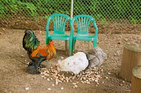 Ein kleiner Innenhof, eine Garageneinfahrt, eine große Terrasse? Hühnerwohngemeinschaft Als soziales Wesen möchten die Hühner nicht allein leben.