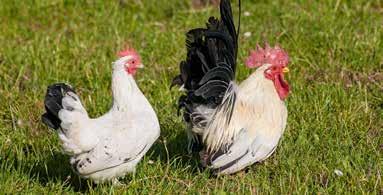 .....10 Es koste, was es wolle. Wie pflegeleicht und kostengünstig sind Hühner in der Stadt?...12 Huhn und Nachbarn. Sind die Hühner zu laut, zu schmutzig oder in der Stadt willkommen?
