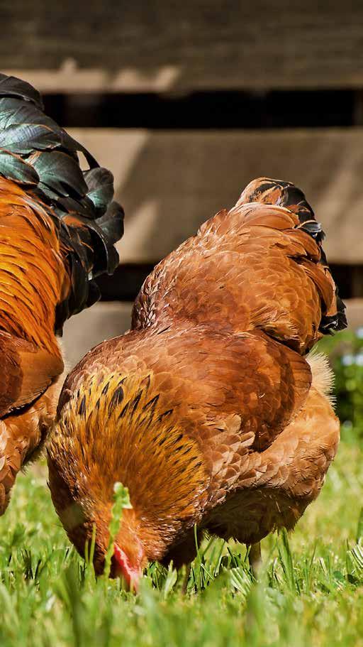 Wer ein paar Quadrat meter Garten, Dachterrasse oder Hinterhof übrig hat, denkt an tierische Gesellschaft und so eine kleine, fröhliche Hühnerschar sorgt nicht nur fürs gesunde Frühstücksei, sondern