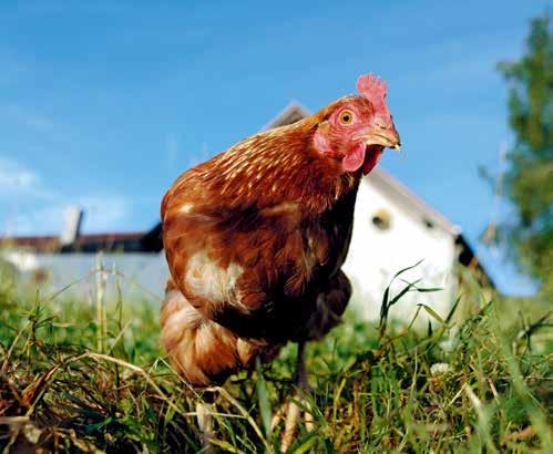 6 Gute Voraussetzungen So kommt man auf das Huhn! Wenn Sie Retter in der Not werden wollen, holen Sie sich Ihre Hühnerschar aus dem nahen Tierheim. Dort findet sich ab und zu verlassenes Federvieh.