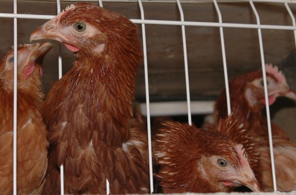 Projekte Eiern Inhalte Fakten über Hennen, Hähne und Küken in der Eierproduktion selbständige Recherche