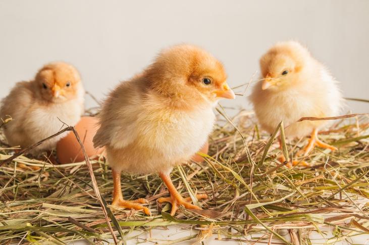 müssen diese extra gezüchtet werden. Die Produktion von Eiern und die Züchtung von Hennen, die diese Eier legen, sind also zwei unterschiedliche Vorgänge.